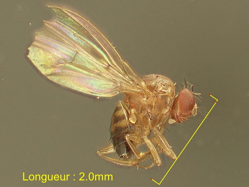 Drosophila phalerata
