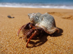 Diacanthurus spinulimanus