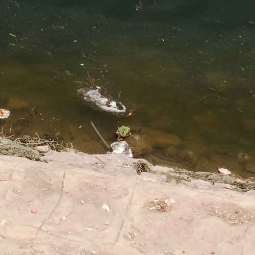 Water Lettuce