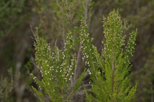 Erica lusitanica, photograph 6