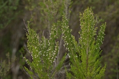 Erica lusitanica, photograph (c) Christopher Stephens, some rights reserved (CC BY-SA)