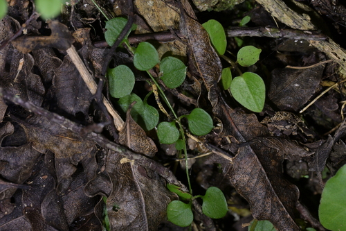 Stellaria parviflora, photograph 4