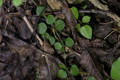 (c) Christopher Stephens, some rights reserved (CC BY-SA) Stellaria parviflora, photograph (c) Christopher Stephens, some rights reserved (CC BY-SA)