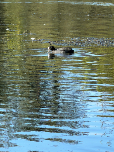 Eurasian Coot