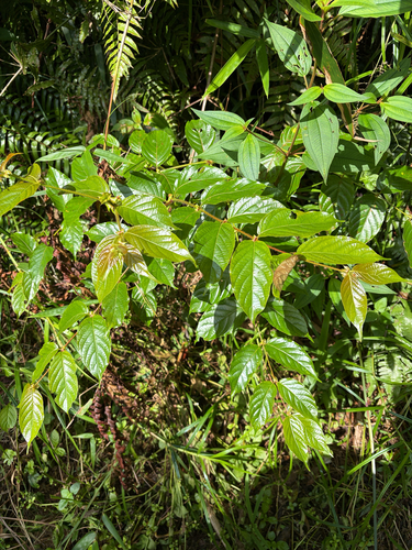 Uncaria lanosa observed 2026-09-16