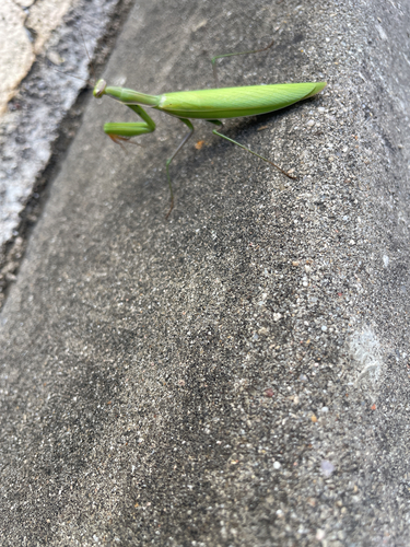 European Mantis