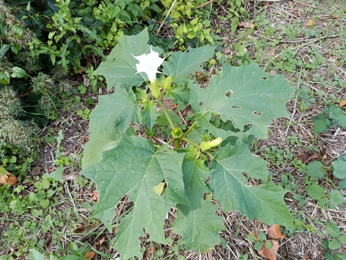 jimsonweed