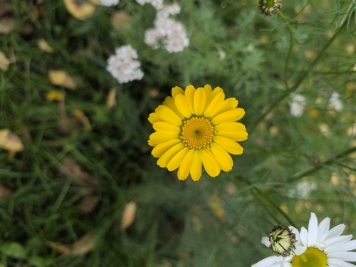 Golden marguerite