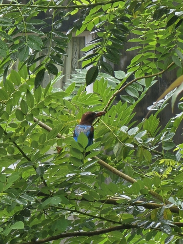 White-throated Kingfisher
