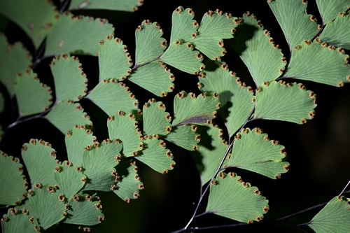 Adiantum cunninghamii, photograph 5