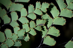 Adiantum cunninghamii, photograph (c) Christopher Stephens, some rights reserved (CC BY-SA)
