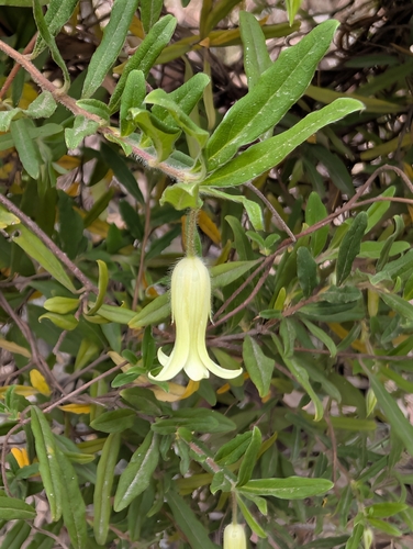 Billardiera scandens