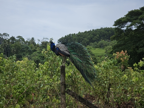 Indian Peafowl