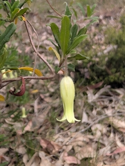 Billardiera scandens, photograph author not stated, no rights reserved