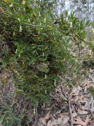 Billardiera scandens, photograph 3