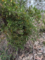 Billardiera scandens, photograph author not stated, no rights reserved