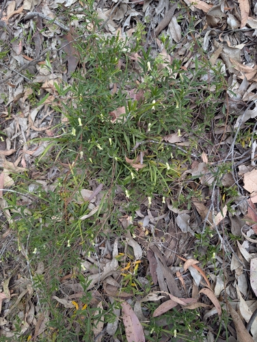 Billardiera scandens, photograph 4