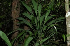 (c) Greg Tasney, some rights reserved (CC BY-SA) Cordyline petiolaris, photograph (c) Greg Tasney, some rights reserved (CC BY-SA)