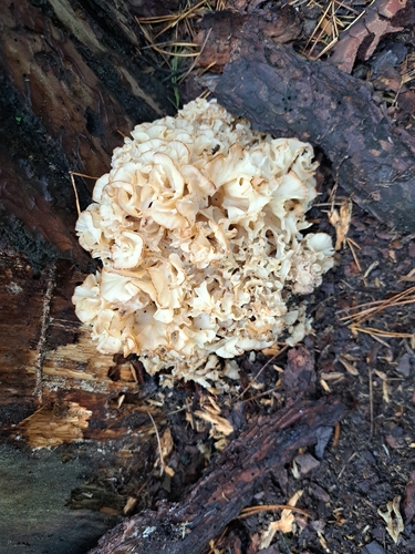 Cauliflower Fungus
