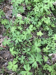 Anemonastrum canadense