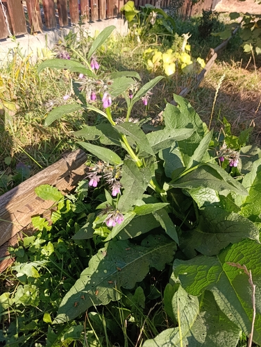 common comfrey