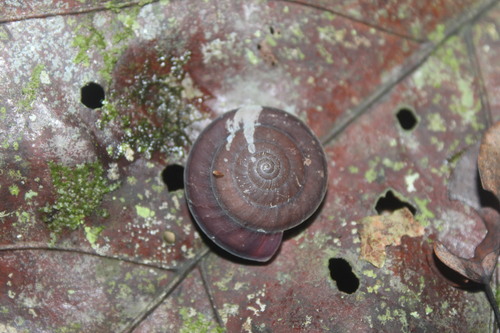 Dyakia regalis observed 2026-09-14