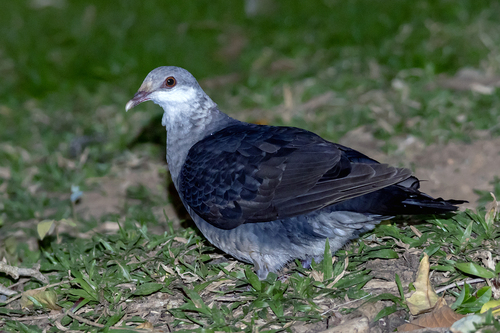 White-headed Pigeon