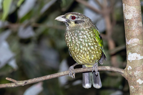 Spotted Catbird