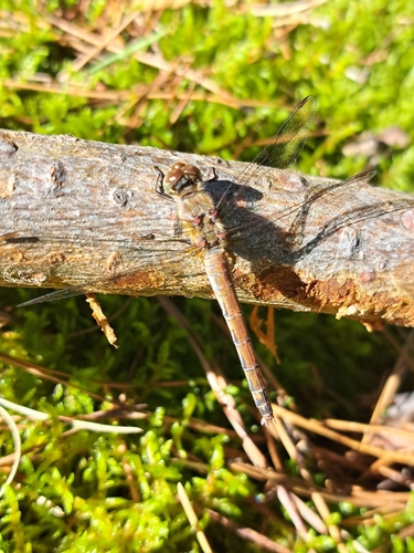 Common Darter