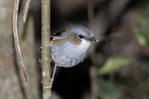 Grey-headed Robin