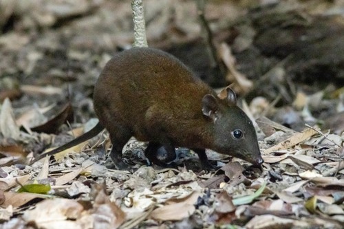 Musky 'Rat'-kangaroo
