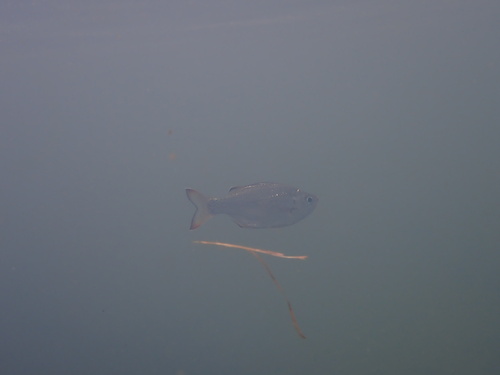 Kuhlia marginata observed 2026-09-17