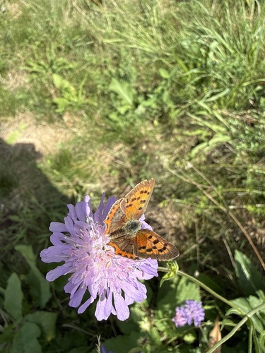 Small Copper