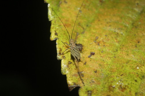 Nisitrus vittatus, 2026-09-14