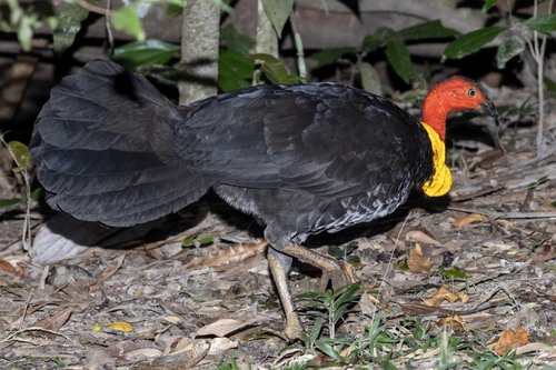 Australian Brushturkey