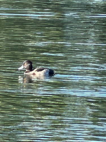 Tufted Duck