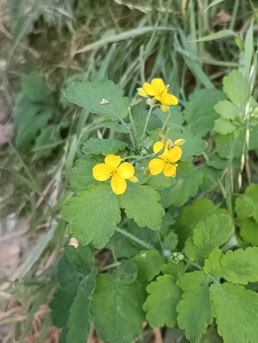 Greater celandine