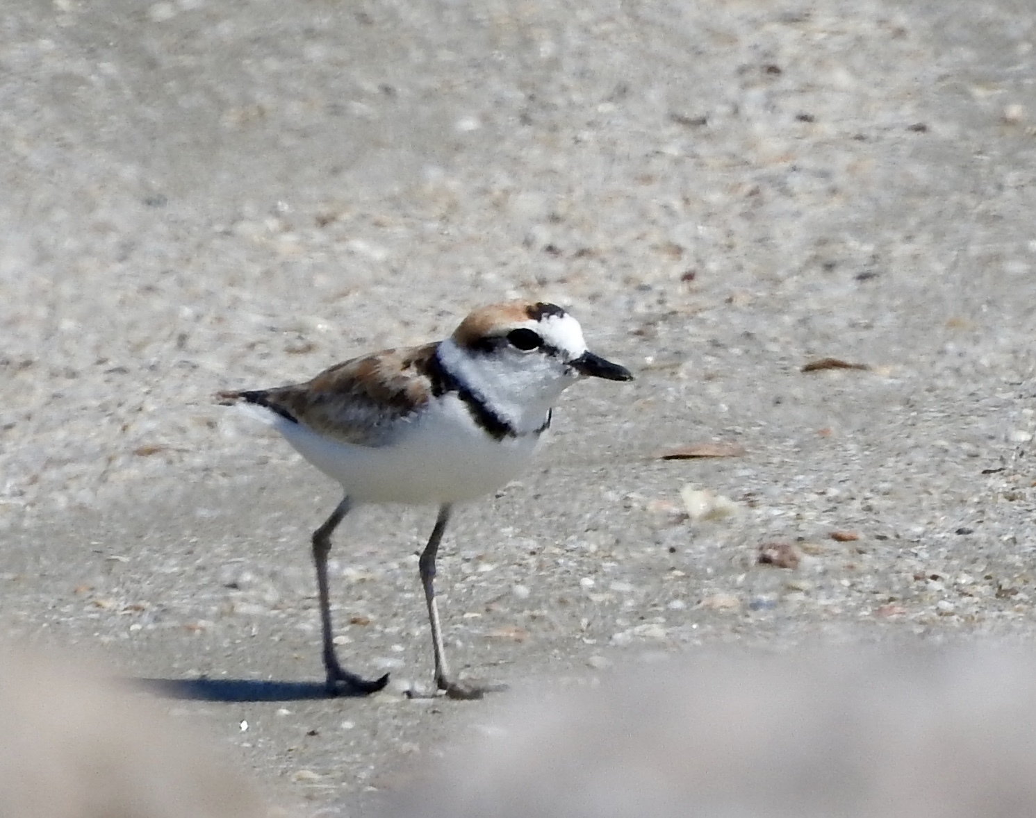 Malaysian Plover illustration