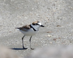 Charadrius peronii