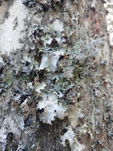 Varied Rag Lichen