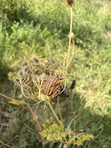 European Striped Shield Bug