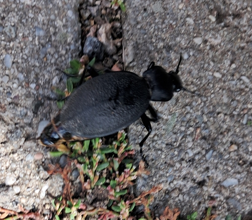 Leather Beetle