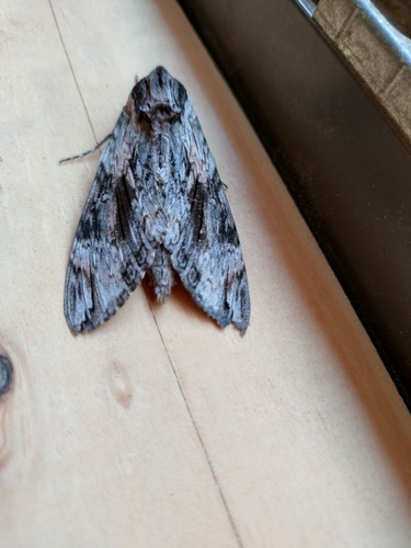 Convolvulus Hawkmoth