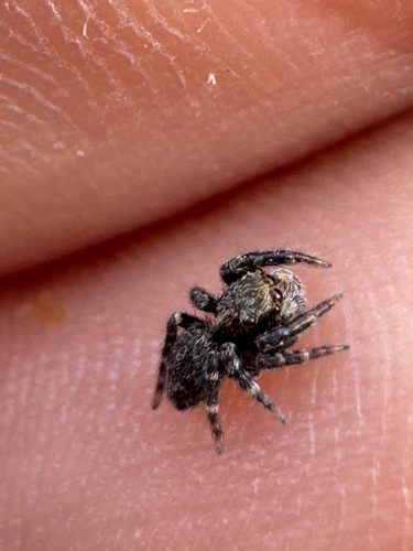 Black-palped Jumping Spider