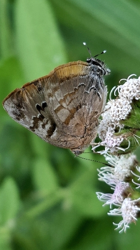 Gold-bordered Hairstreak