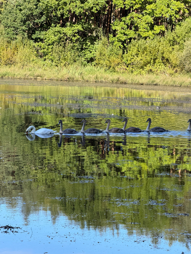 Mute Swan