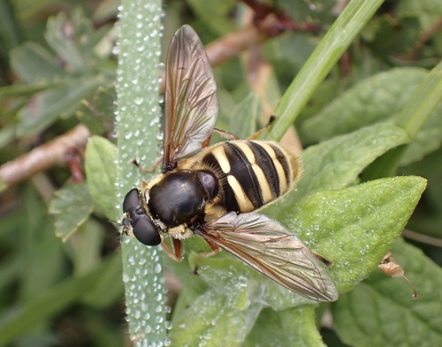 Yellow-barred Peat Hover Fly