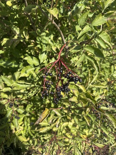 European black elderberry