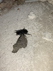 Dorcus parallelipipedus