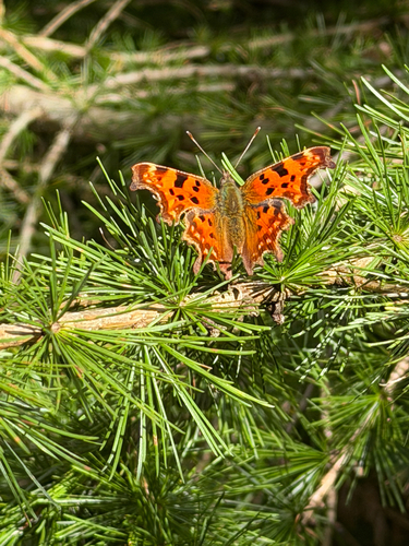 European Comma